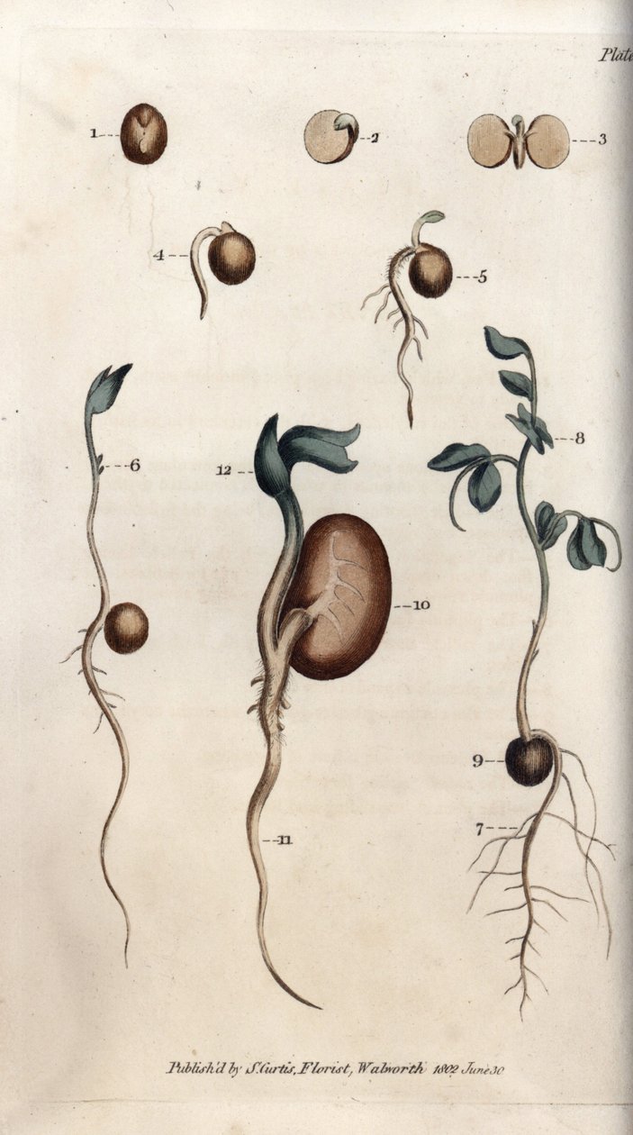 Germination Steps of Pea Seed and Common Bean by Sydenham Teast Edwards