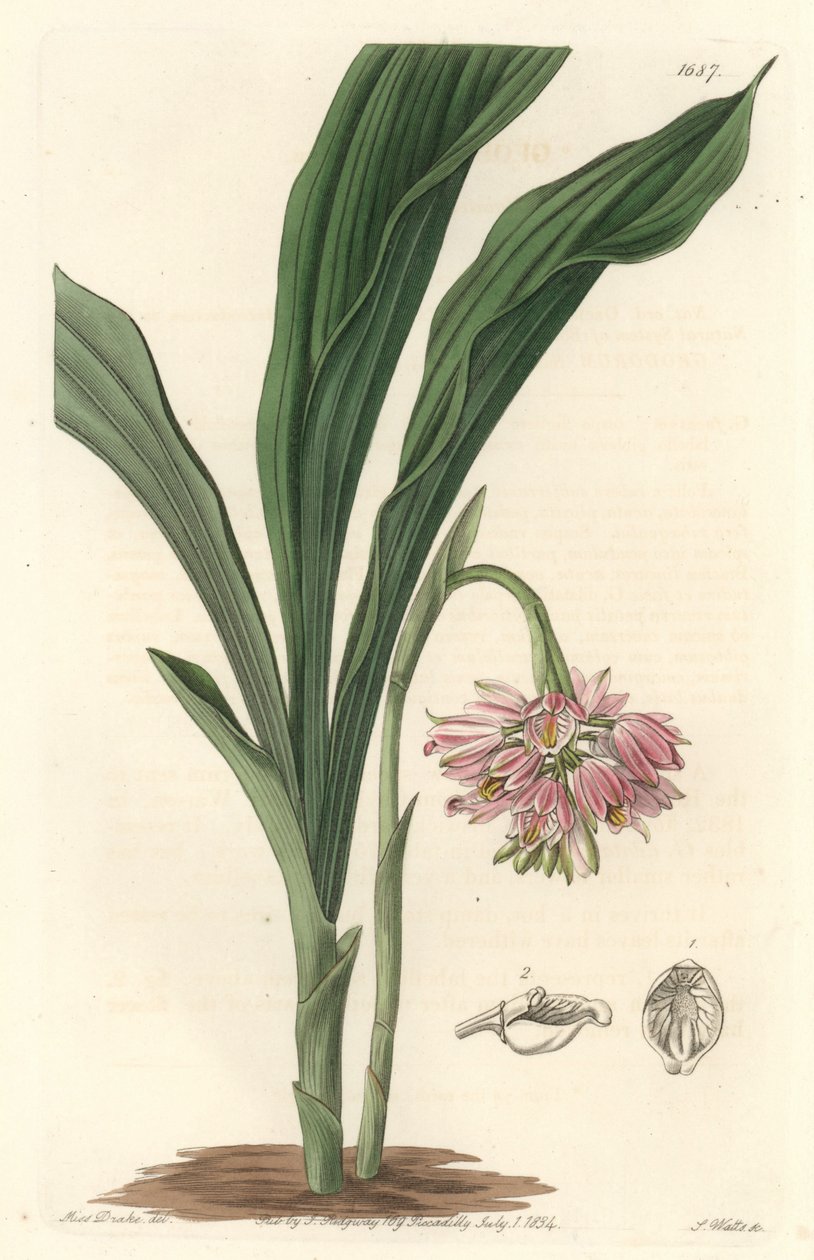 Earth Orchid, Originally from Sri Lanka by Sydenham Teast Edwards