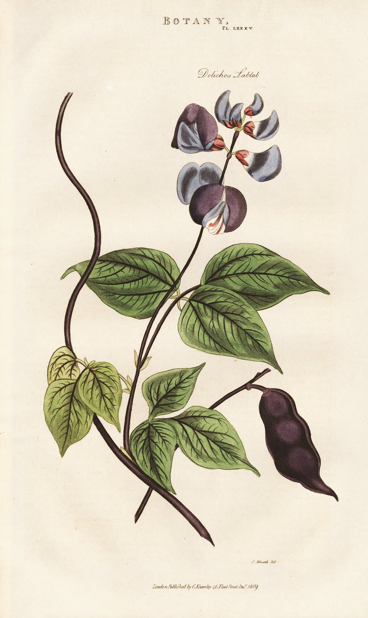 Egyptian Hyacinth Bean by Sydenham Teast Edwards