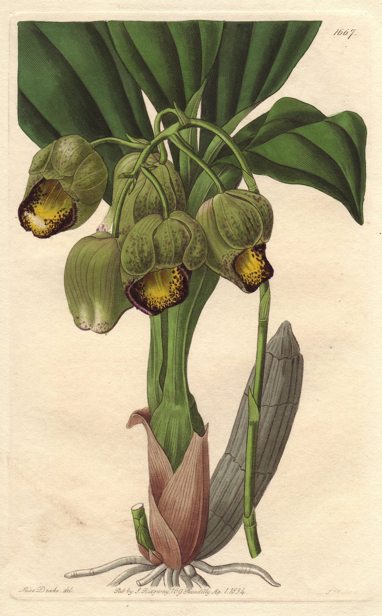 Epiphytic Orchid, Pale Yellow Catasetum, Native to Brazil by Sydenham Teast Edwards