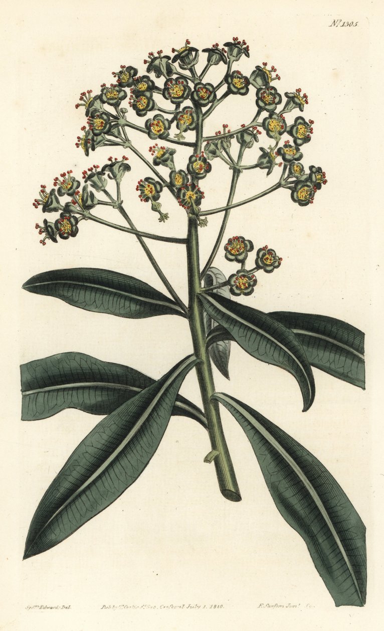 Honey spurge or honey-bearing euphorbia, Euphorbia mellifera by Sydenham Teast Edwards