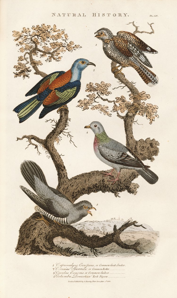 European Bird Species on Trees by Sydenham Teast Edwards