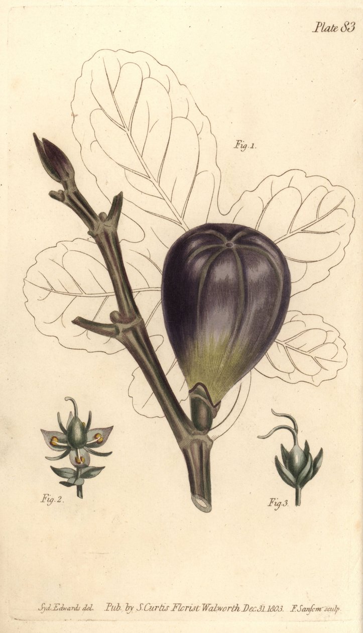 Fig with Hermaphrodite, Male and Female Flowers from William Curtis