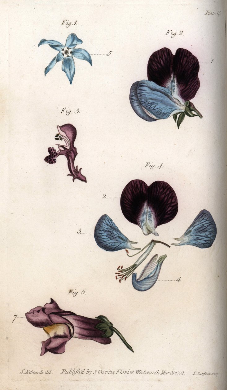 Flowering of officinale borage and pea (leguminous). Coloured copper engraving, illustration by Sydenham Edwards for Conferences of Botanical, Botanical Garden of Lambeth, England by Sydenham Teast Edwards