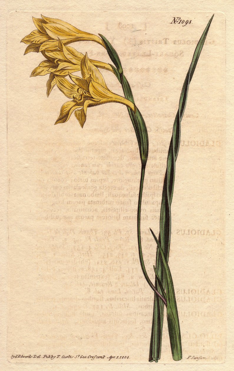 Glaieul has yellow flowers in epis and sword-shaped leaves. Yellow flowered, square-leaved cornflag. Gladiolus tristis. Illustration by Sydenham Edwards from William Curtis