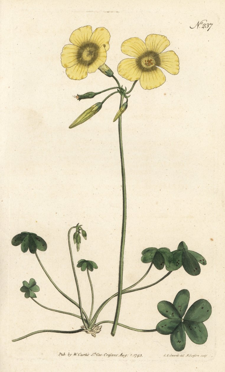 Goats-foot wood sorrel, Oxalis caprina. by Sydenham Teast Edwards