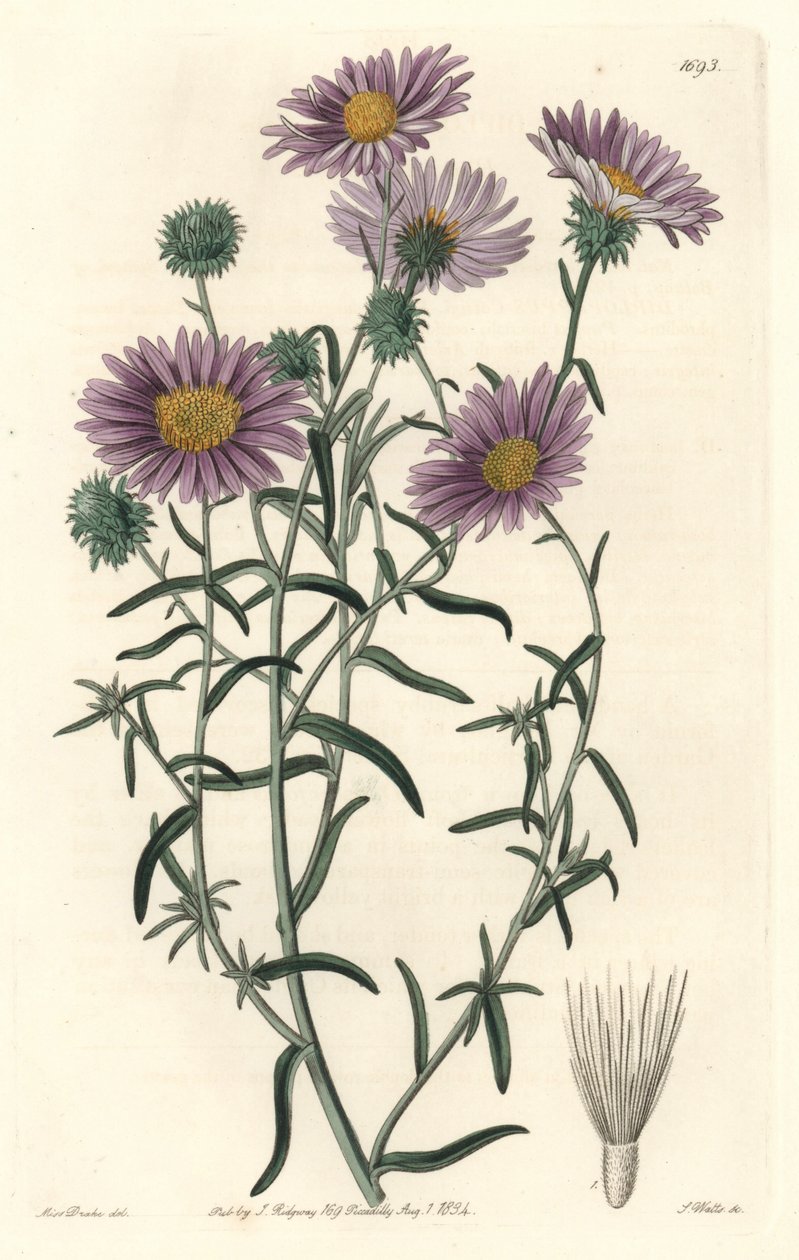 Gray Aster, Originally from California by Sydenham Teast Edwards