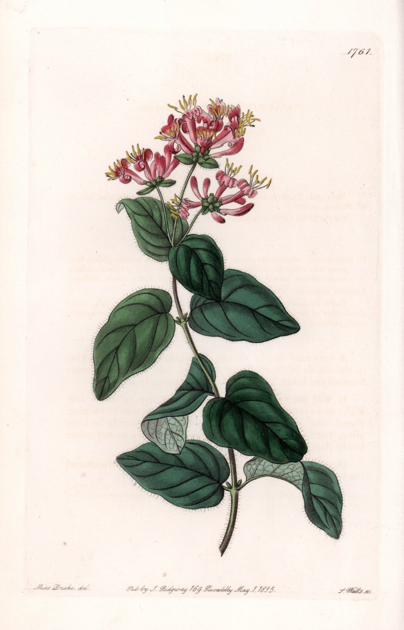 Herb Variety by Sydenham Teast Edwards