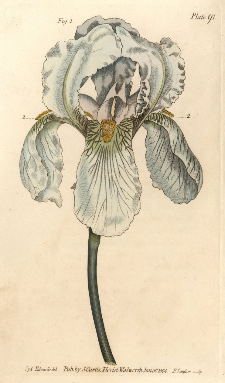 Iris Florentina, Iris Germanica Nothovar by Sydenham Teast Edwards