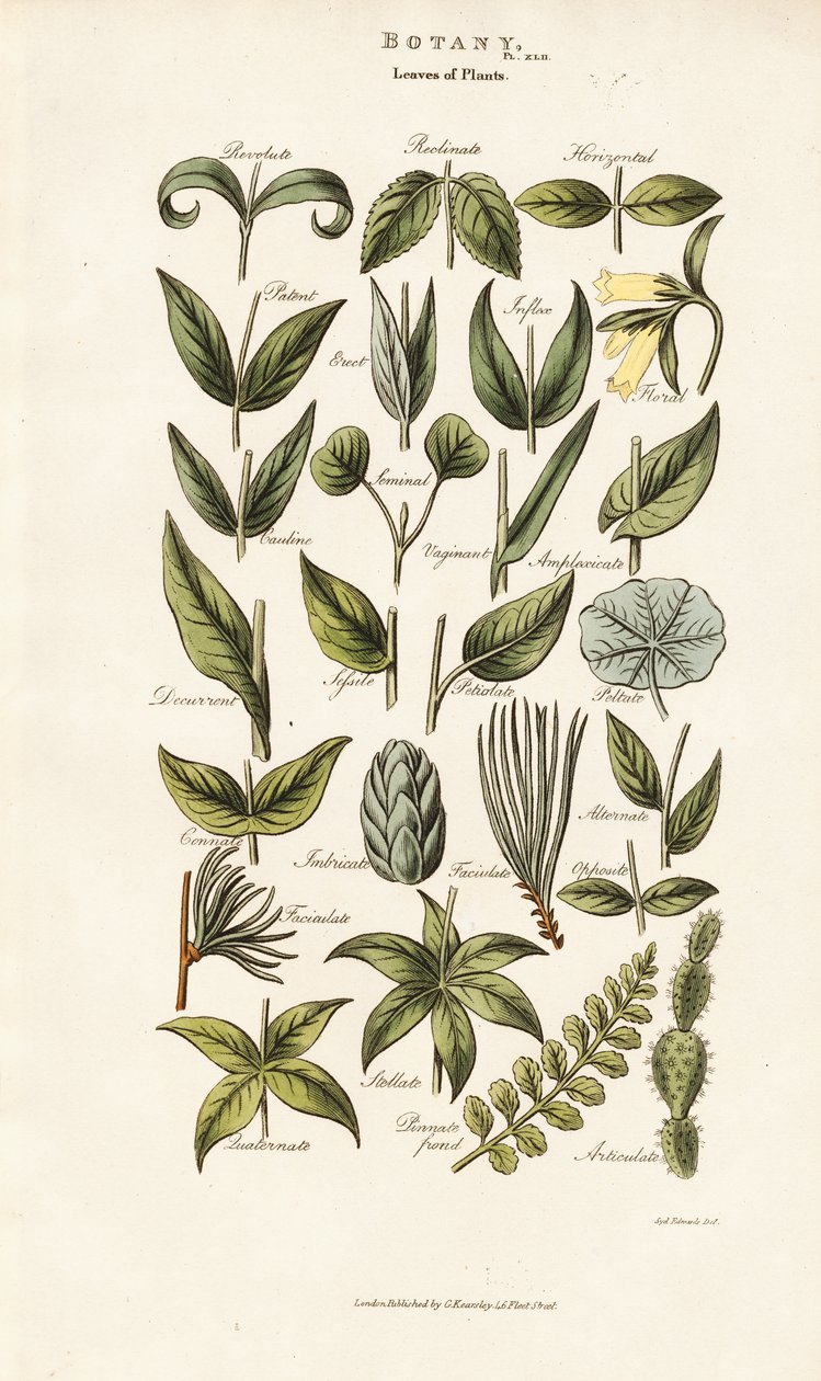 Leaf Forms and Arrangements by Sydenham Teast Edwards