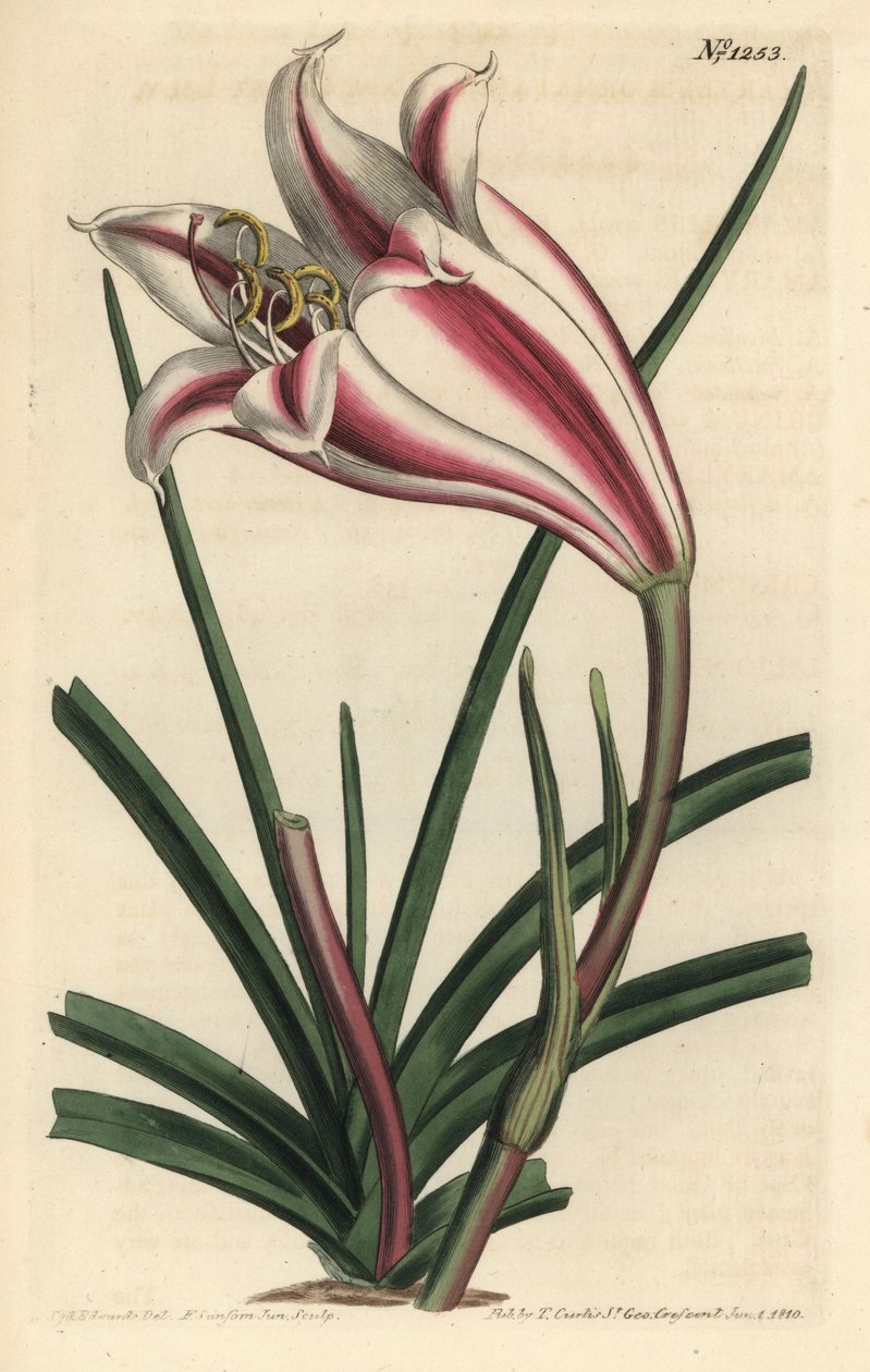 Lily Variete - Cape coast lily, Crinum ornatum (Amaryllis ornata). Handcoloured copperplate engraving by F. Sansom Jr. after an illustration by Sydenham Edwards from William Curtis