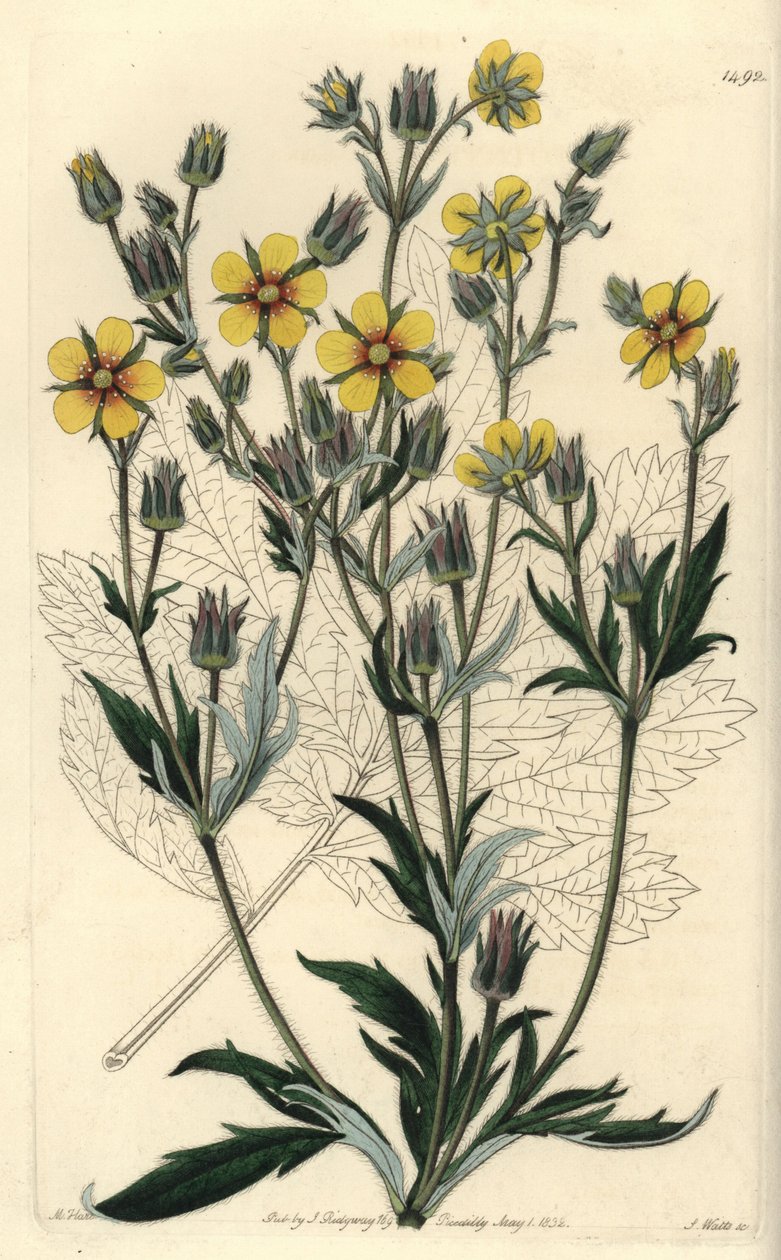 Long-leaved Cinquefolia Variety by Sydenham Teast Edwards