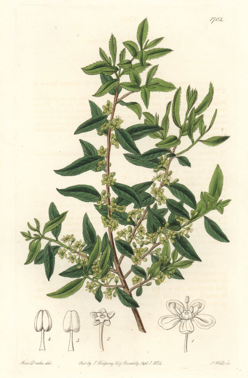 Maytenus boaria (maiten), endemic to Central and South America by Sydenham Teast Edwards