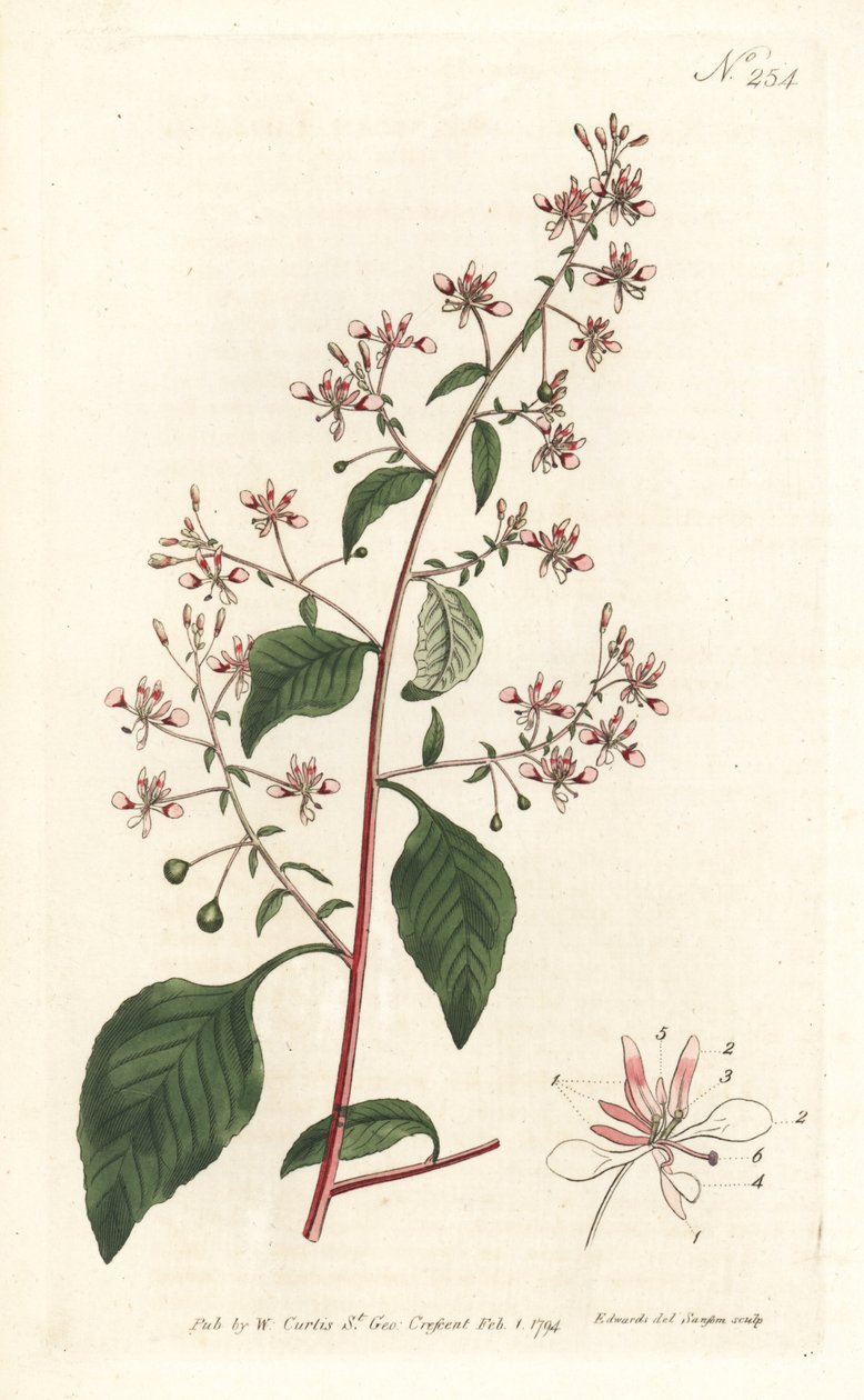 Mosquito Flower from William Curtis