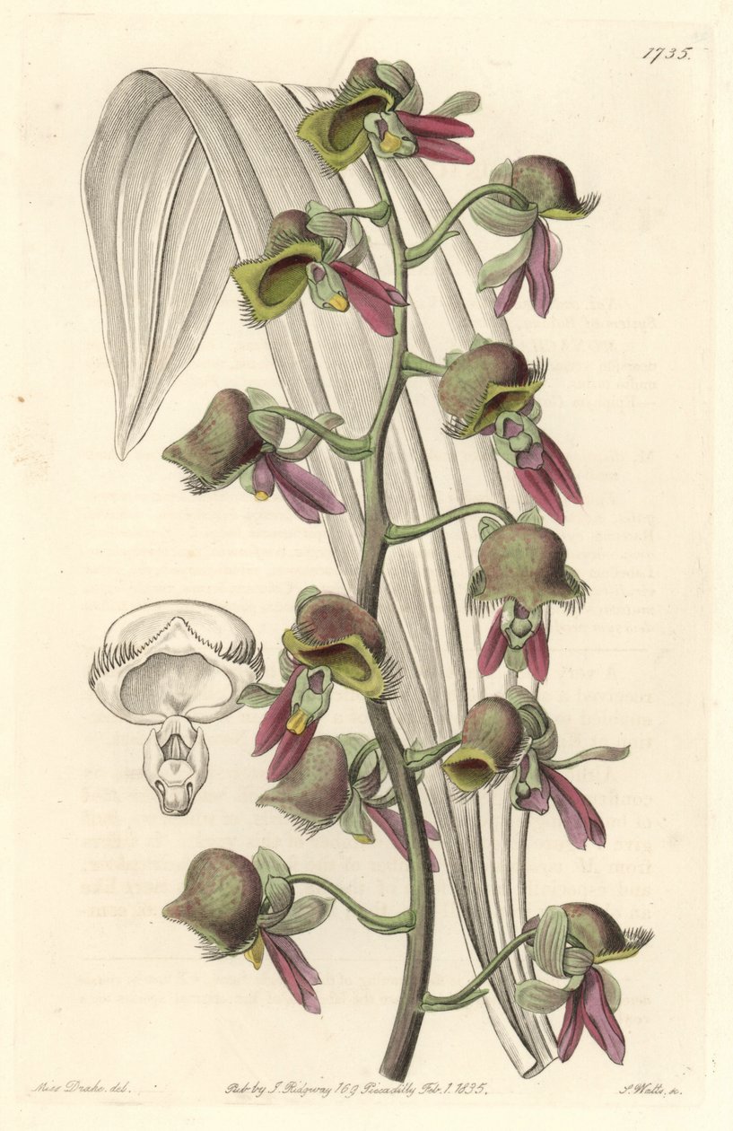 Orchid Catasetum, Two-tone Flowers, Native of Guiana by Sydenham Teast Edwards