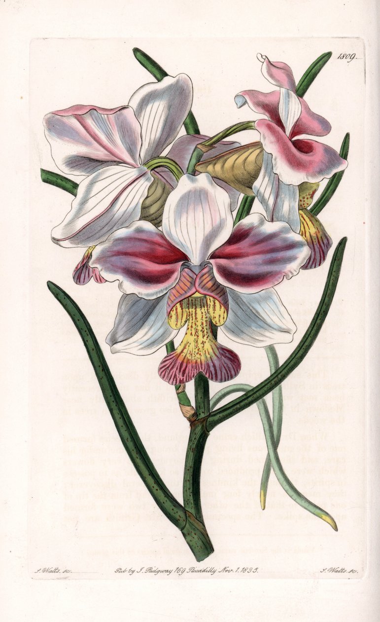 Orchid: Vanda Variety, Epiphytic Species of Asia by Sydenham Teast Edwards