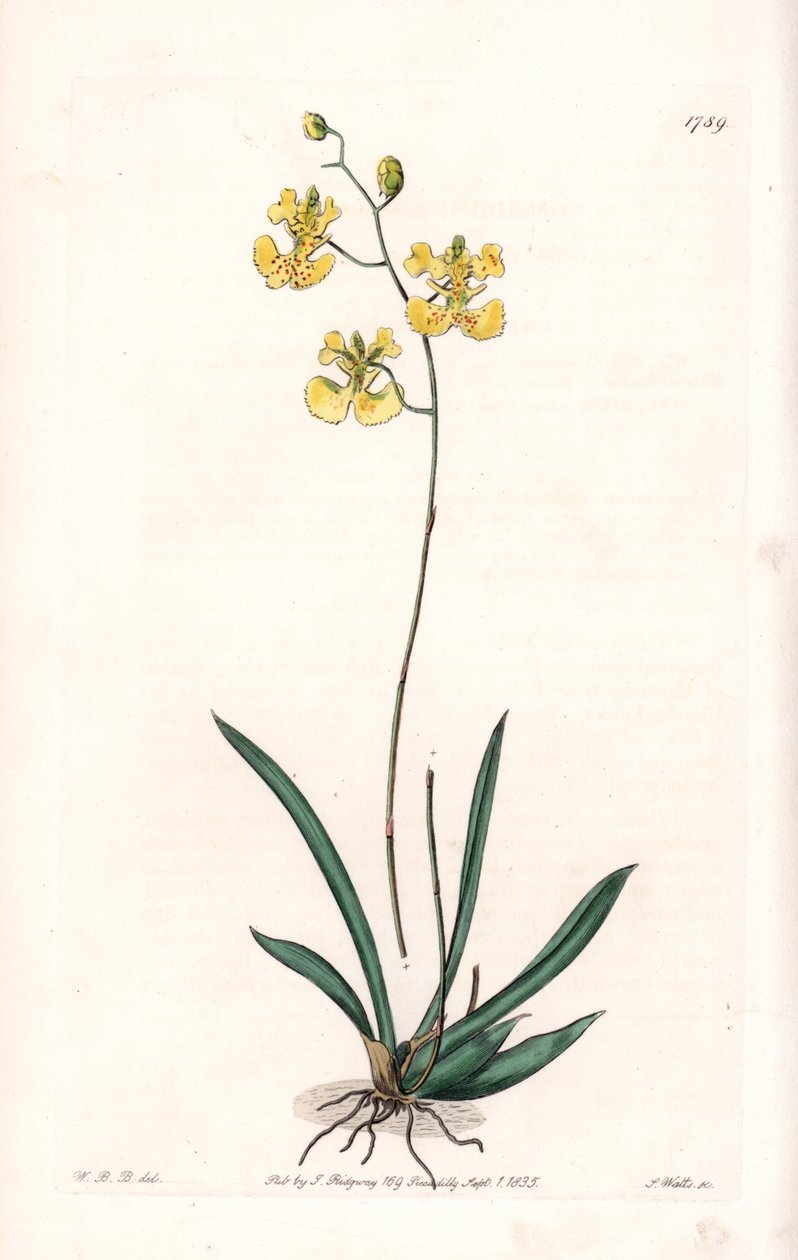 Orchid: Variety Tolumnia Guianensis, Endemic to Haiti and Santo Domingo - Plate Engraved by S. Watts, from an Illustration by Sarah Anne Drake, from the Botanical Register of Sydenham Edwards by Sydenham Teast Edwards