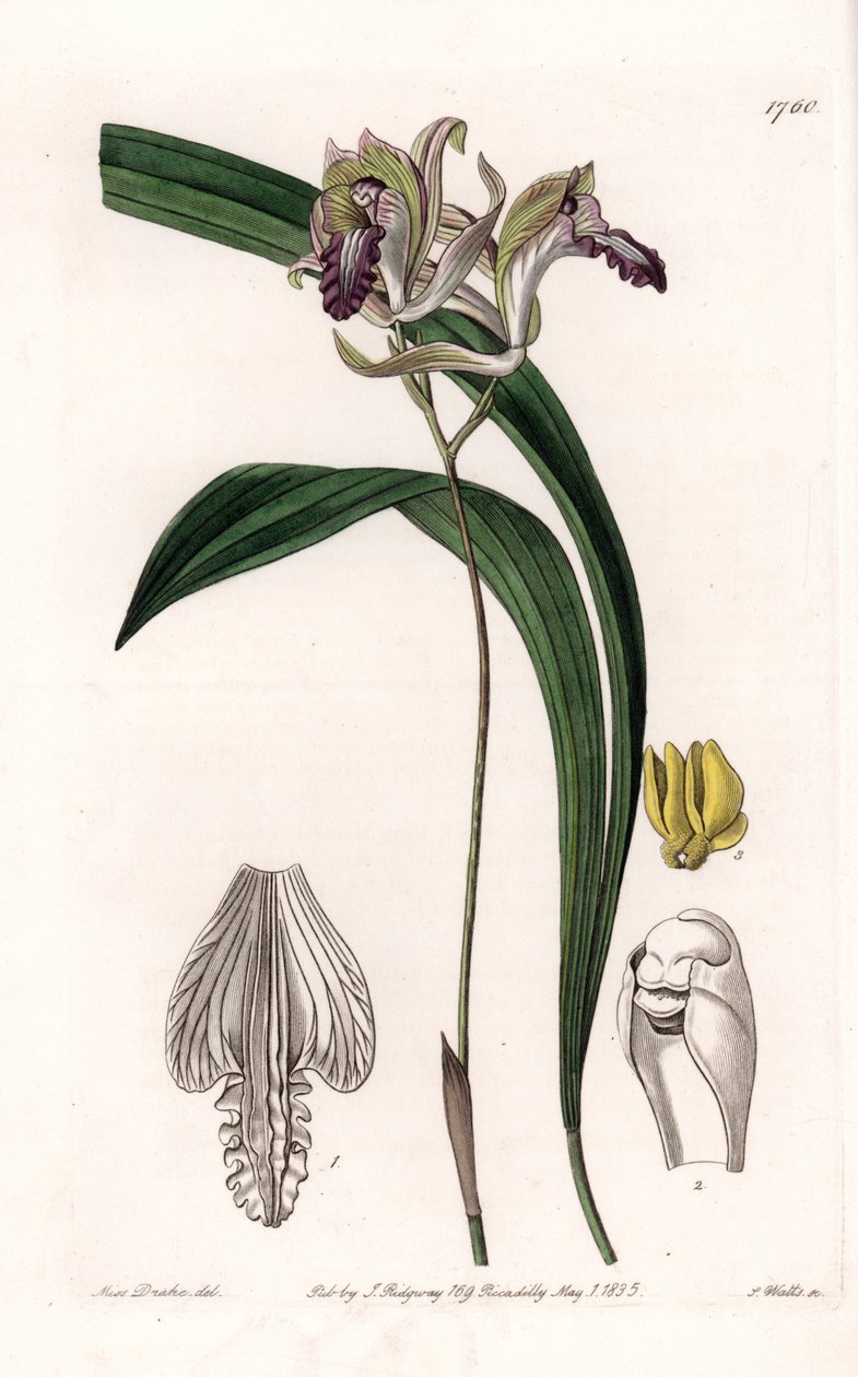 Orchid: Variety of Bletia of America by Sydenham Teast Edwards