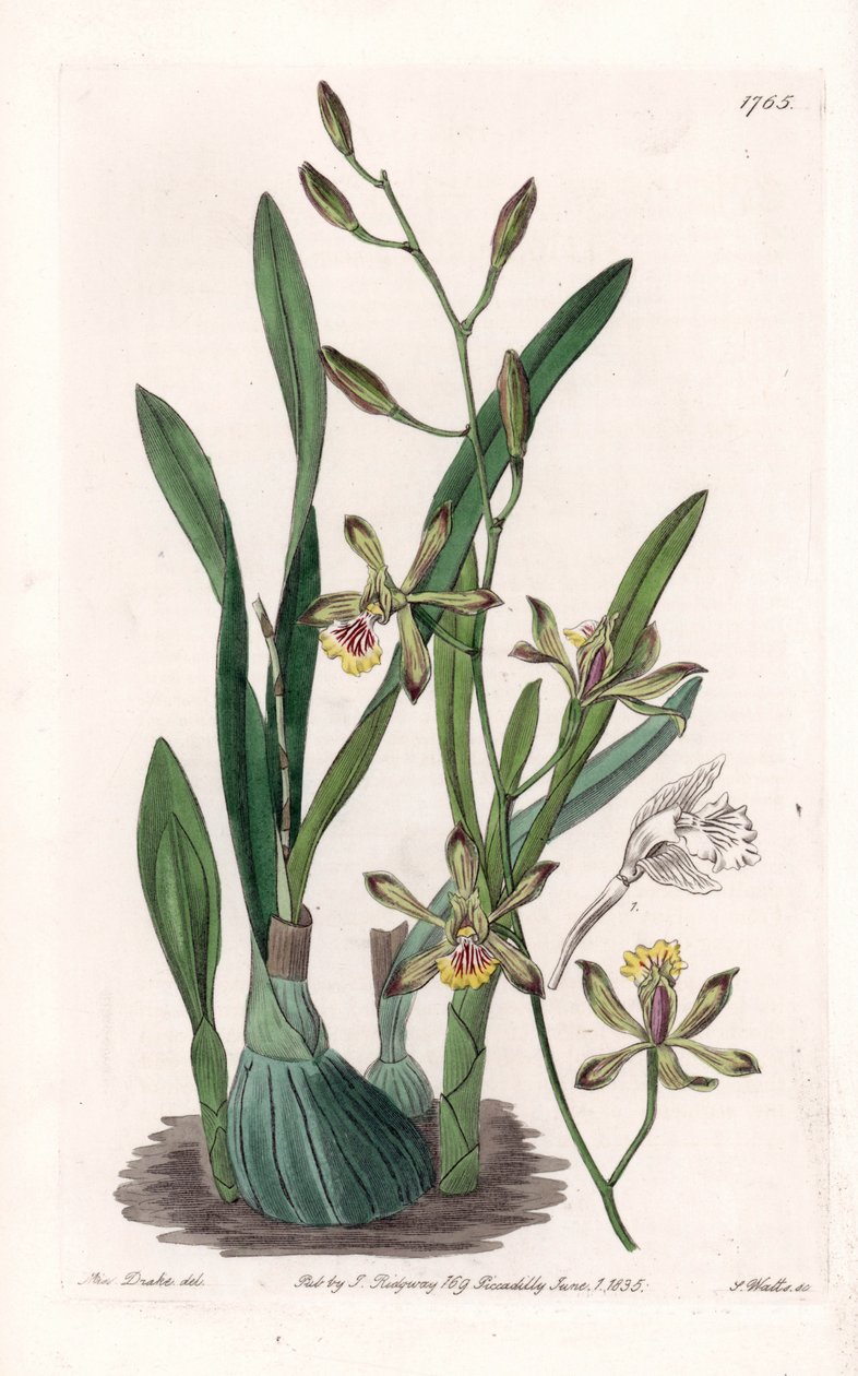 Orchid: Epidendrum Gracile - Engraved by S. Watts, from an illustration by Sarah Anne Drake, from the Botanical Register of Sydenham Edwards by Sydenham Teast Edwards