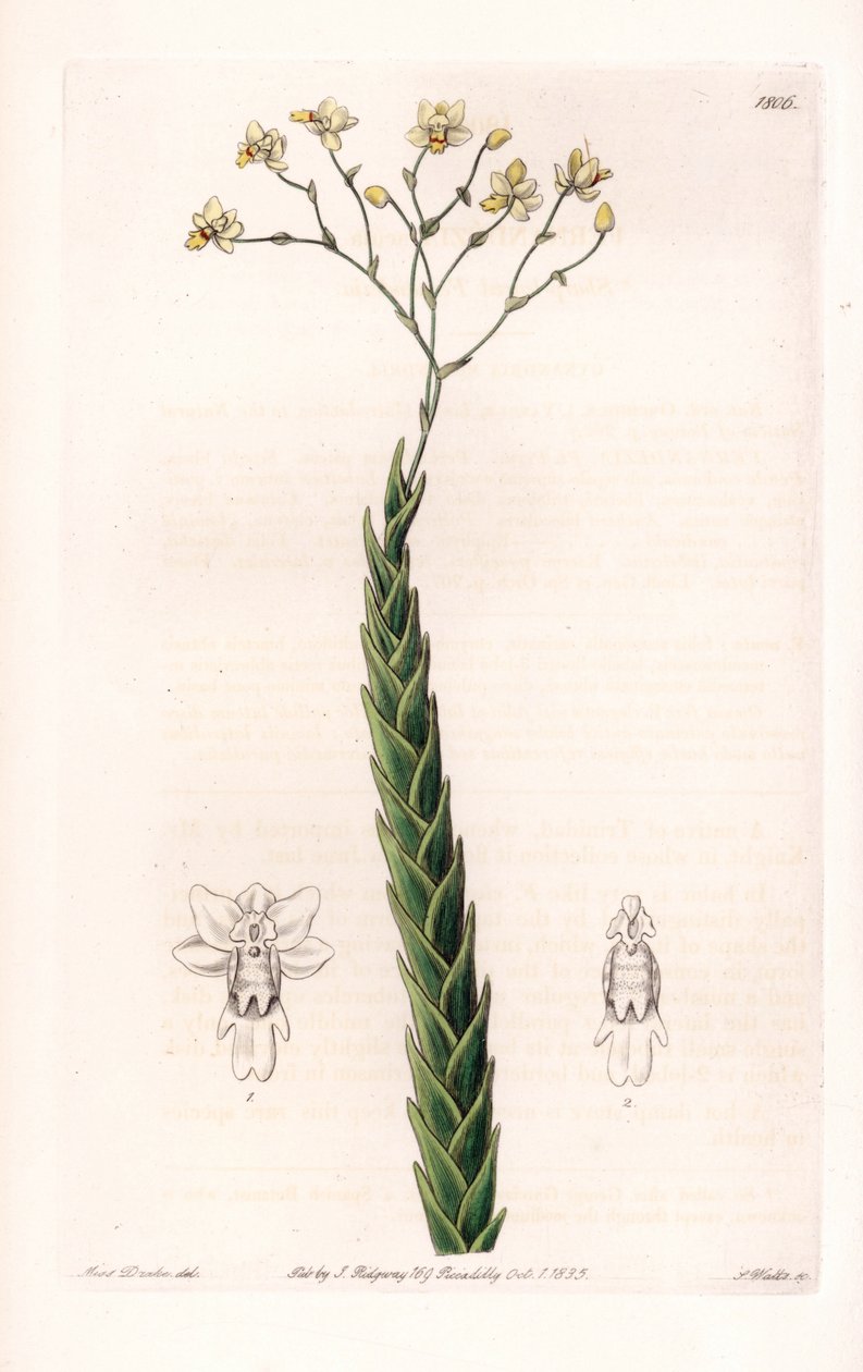 Orchid: Exotic Variety of Lockhartia - Plate Engraved by S. Watts, from an Illustration by Sarah Anne Drake, from the Botanical Register of Sydenham Edwards by Sydenham Teast Edwards
