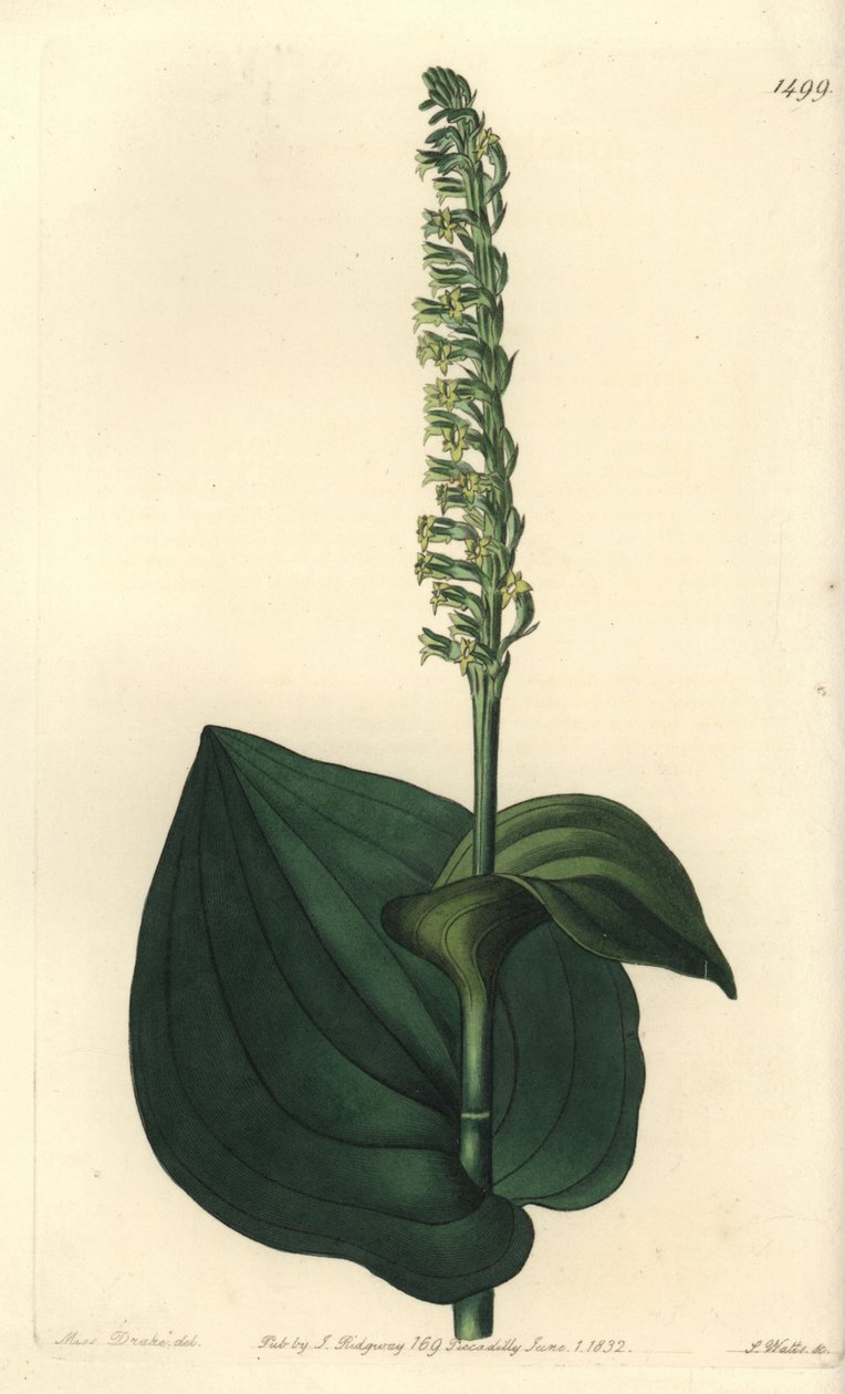 Orchid Variety - Gennaria diphylla (Heart-leaved Herminium, Herminium cordatum). Handcoloured copperplate engraving from Sydenham Edwards
