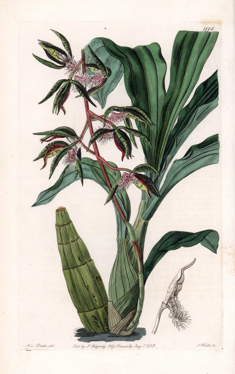 Orchid: Variety of Catasetum, Called Bearded by Sydenham Teast Edwards