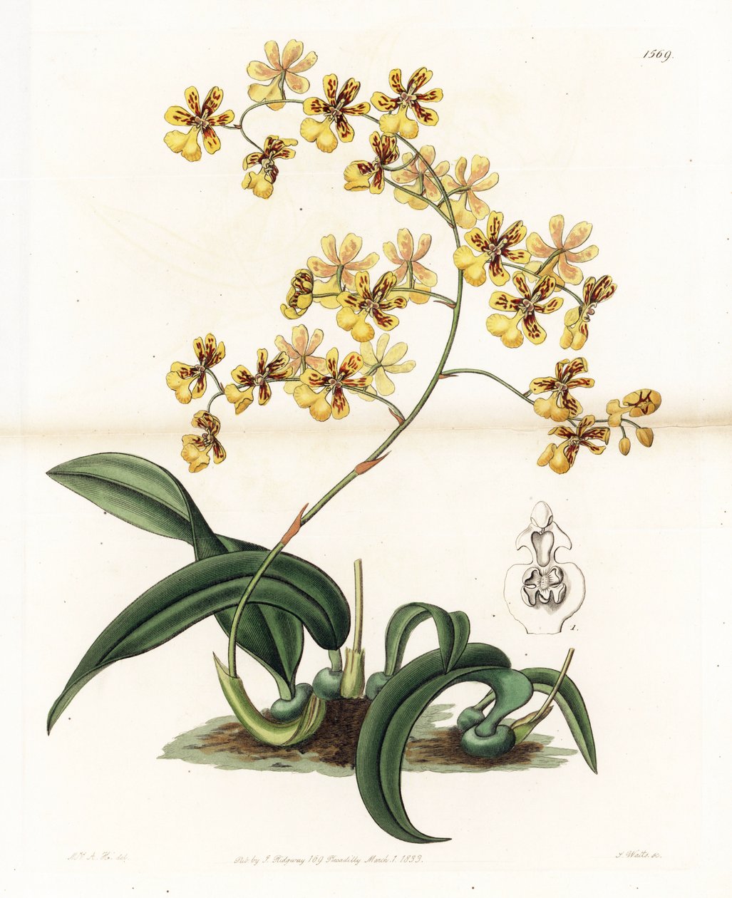 Orchid: variety of epiphytic oncidium of Brazil - Engraved by S. Watts, from an illustration by Sarah Anne Drake, from the Botanical Register of Sydenham Edwards by Sydenham Teast Edwards