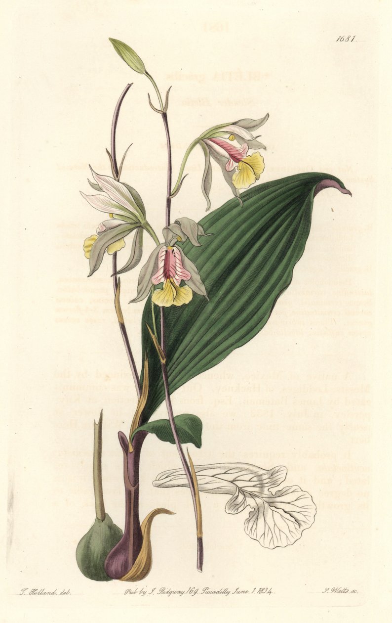 Orchid: American Bletia by Sydenham Teast Edwards