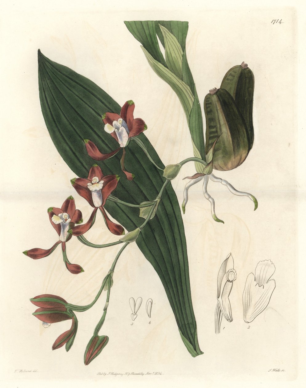 Orchidee Batemannia, native of Guyana - Water forte by S. Watts from an illustration by T. Holland, from the Botanical Register by Sydenham Teast Edwards