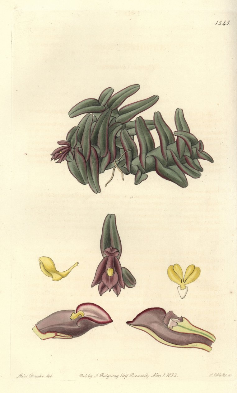 Epidendrum Orchid of Central America by Sydenham Teast Edwards