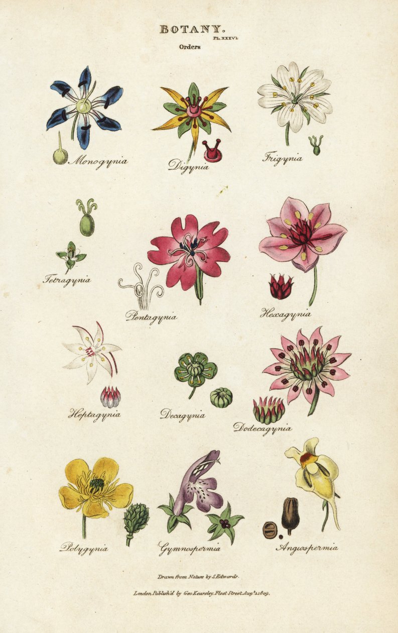 Orders of flowers: Monogynia, Digynia, Trigynia, Pentagynia, etc. by Sydenham Teast Edwards
