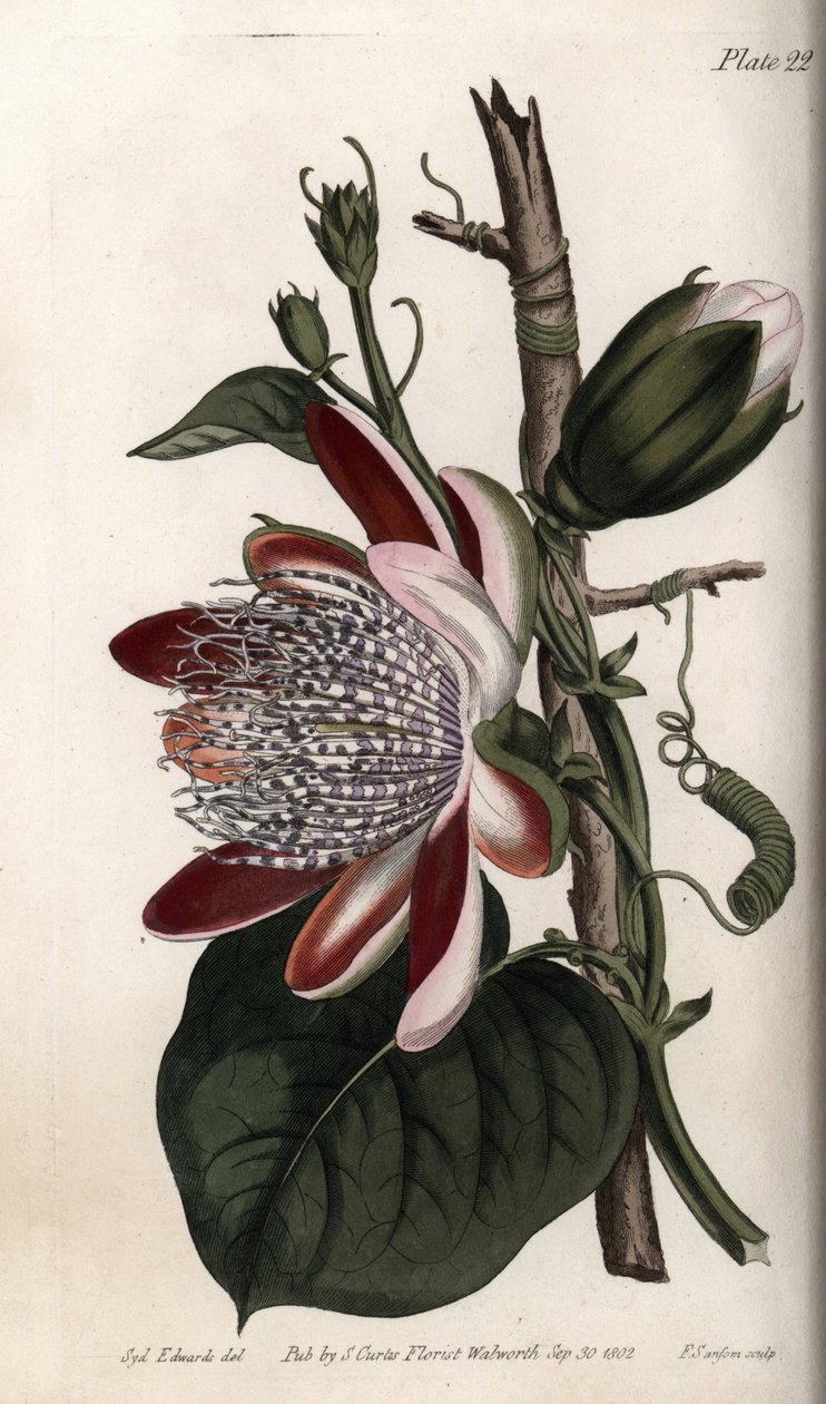 Passionflower, Bud and Flower by Sydenham Teast Edwards