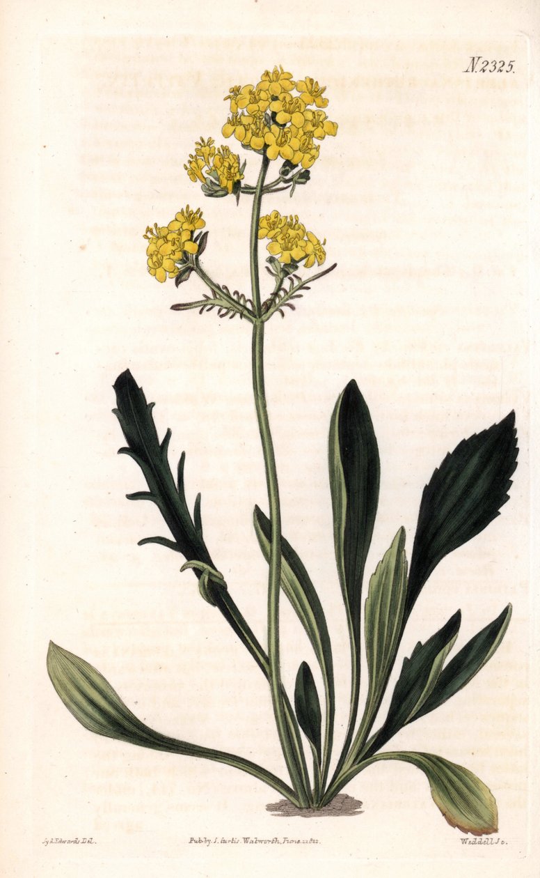 Patrinia sibirica (Altaic valerian, Valeriana ruthenica) by Sydenham Teast Edwards