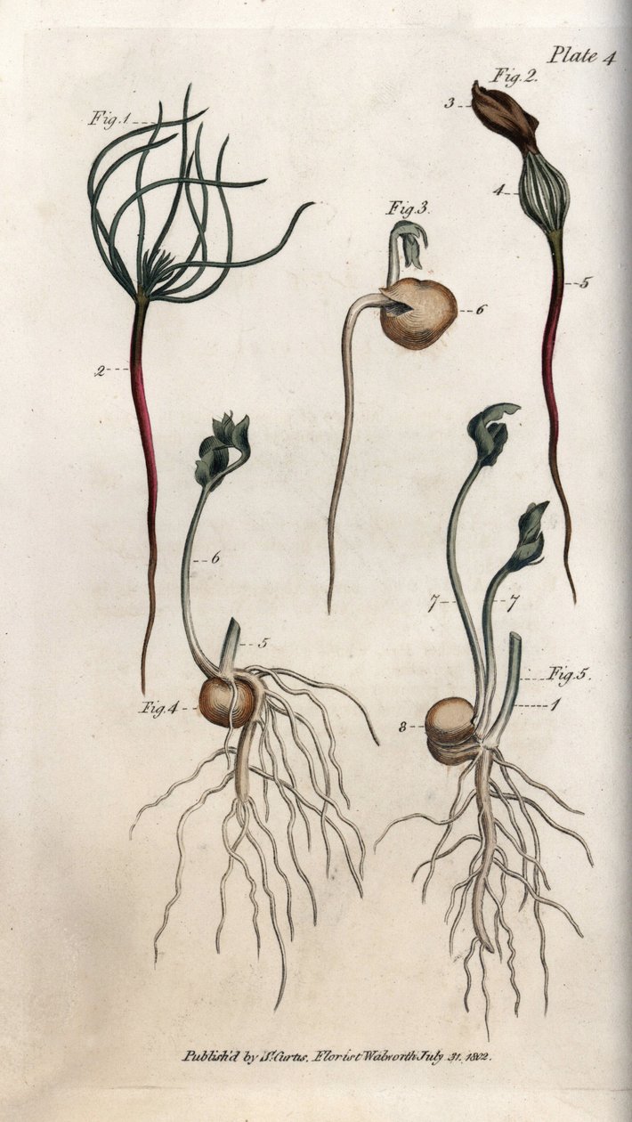 Peas, leguminous seed has different germination stages. Coloured copper engraving, illustration by Sydenham Edwards for Conferences of Botanical, Botanical Garden of Lambeth, England by Sydenham Teast Edwards