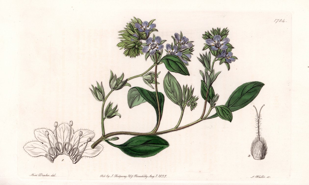 Phacelia, endemic of California - Engraved by S.Watts, from an illustration by Sarah Anne Drake, from the Botanical Register of Sydenham Edwards, England by Sydenham Teast Edwards