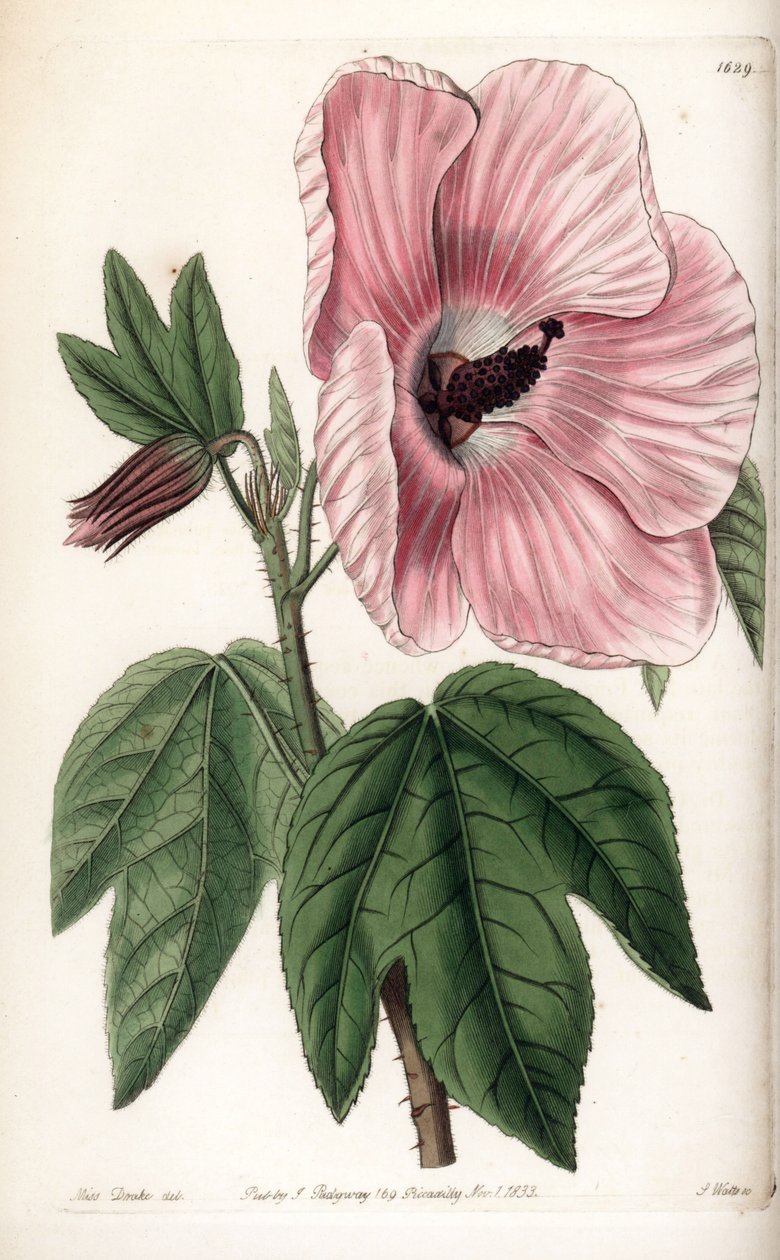 Pink Hibiscus by Sydenham Teast Edwards