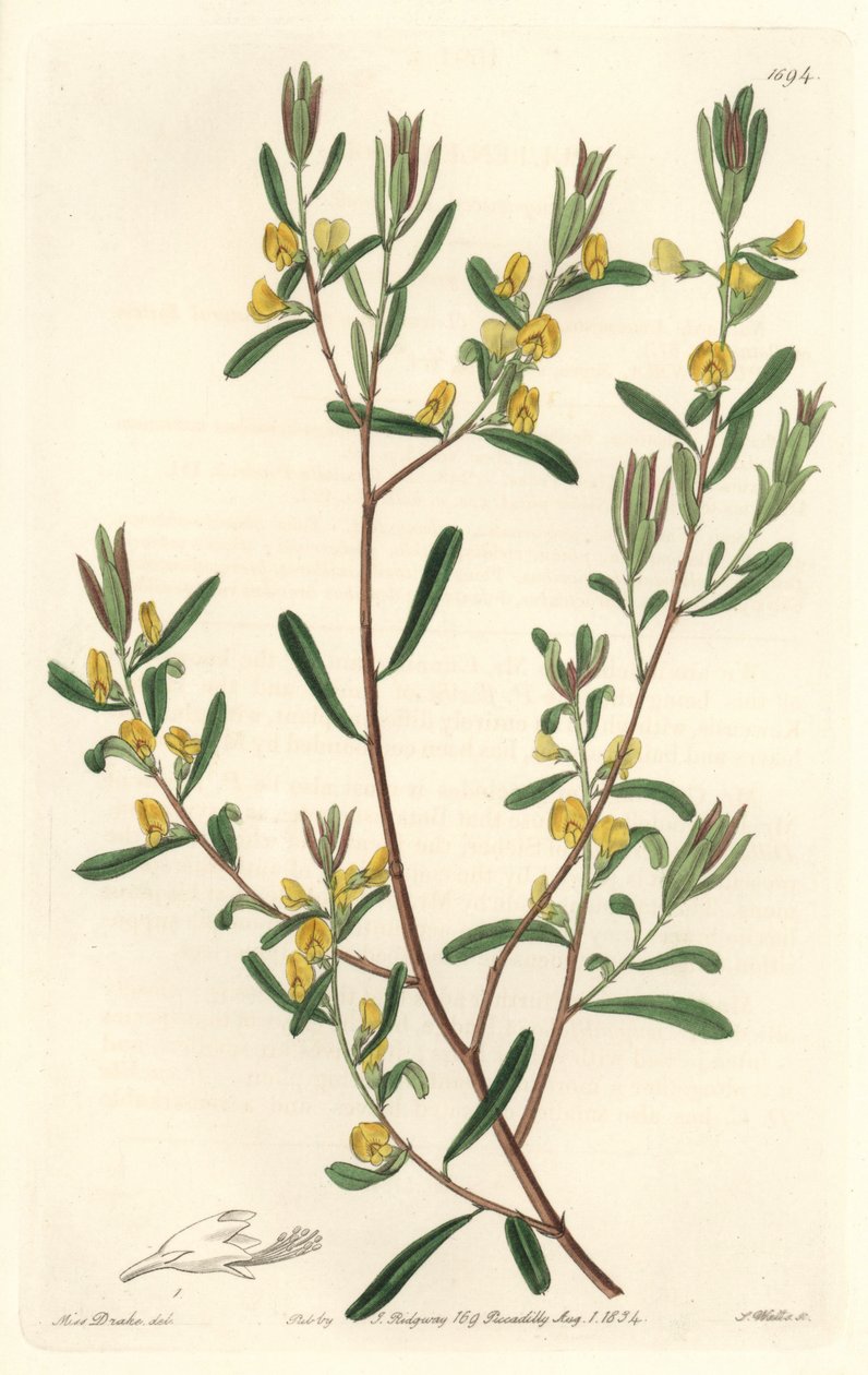 Pultenaea Flexilis, Native to Australia - Engraved by S. Watts, from an illustration by Sarah Anne Drake, from the Botanical Register by Sydenham Teast Edwards