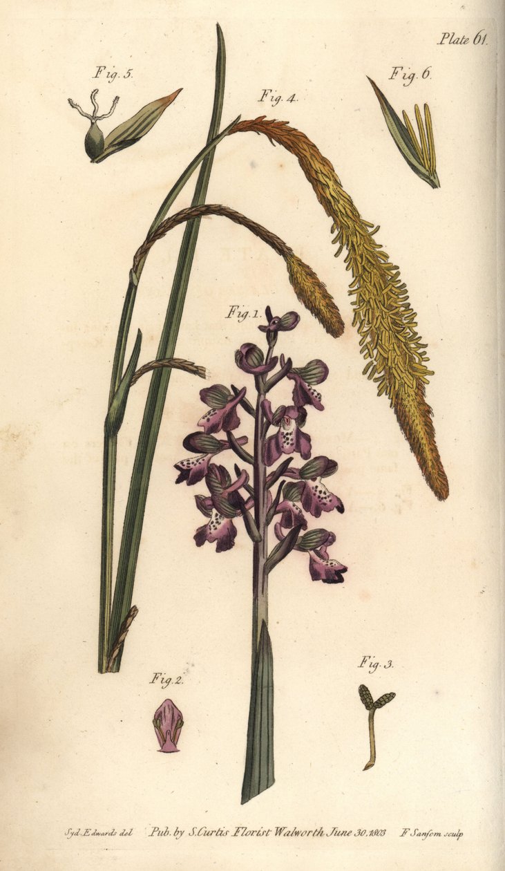 Purple orchid, Orchis mascula, Gynandria by Sydenham Teast Edwards