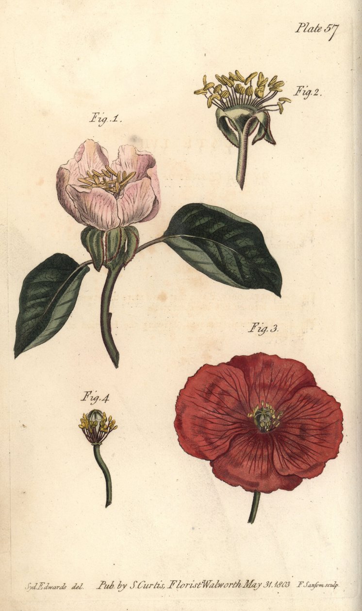 Quince flower, Cydonia oblonga, Icosandria by Sydenham Teast Edwards