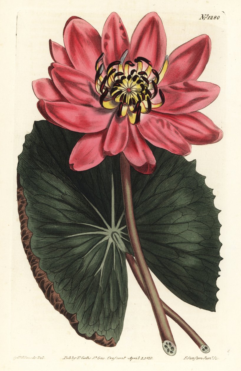 Red Lotus - Red-flowered water lily, Nymphaea rubra. Handcoloured copperplate engraving by F. Sansom Jr. after an illustration by Sydenham Edwards from William Curtis