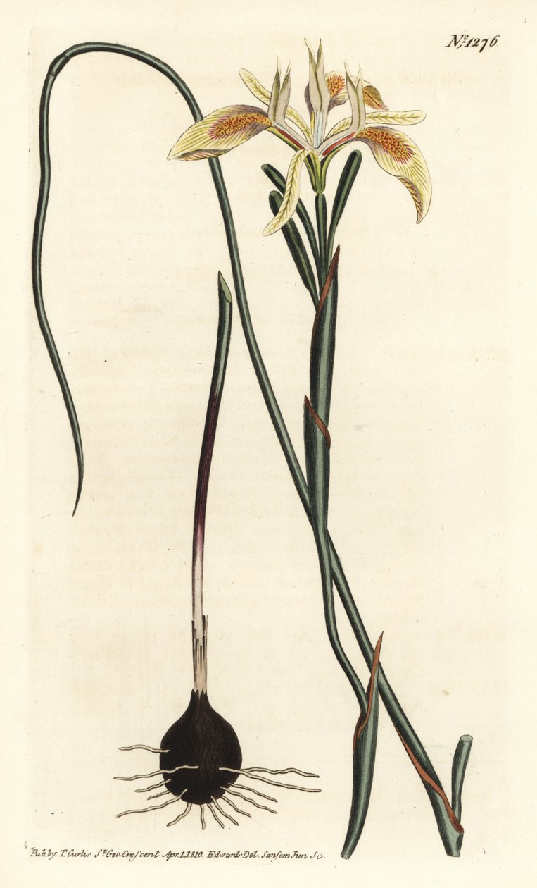 Rolled-leaved moraea, Moraea angusta. by Sydenham Teast Edwards