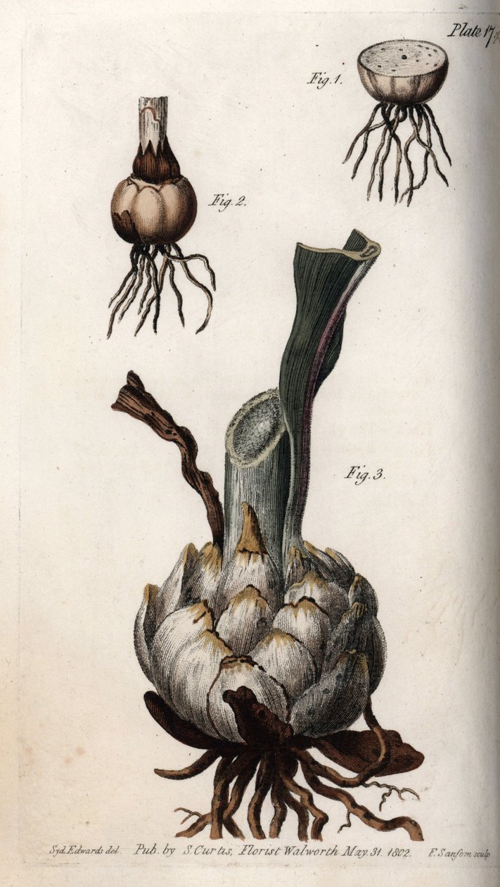 Root and bulb of lilies. Coloured copper engraving, illustration by Sydenham Edwards for Conferences of Botanical, Botanical Garden of Lambeth, England by Sydenham Teast Edwards