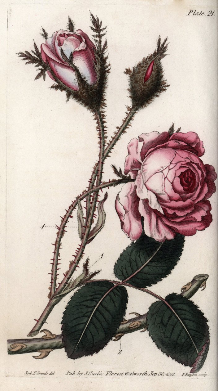 Rose, rose flower hundred leaves. Coloured copper engraving, illustration by Sydenham Edwards for Conferences of Botanical, Botanical Garden of Lambeth, England by Sydenham Teast Edwards