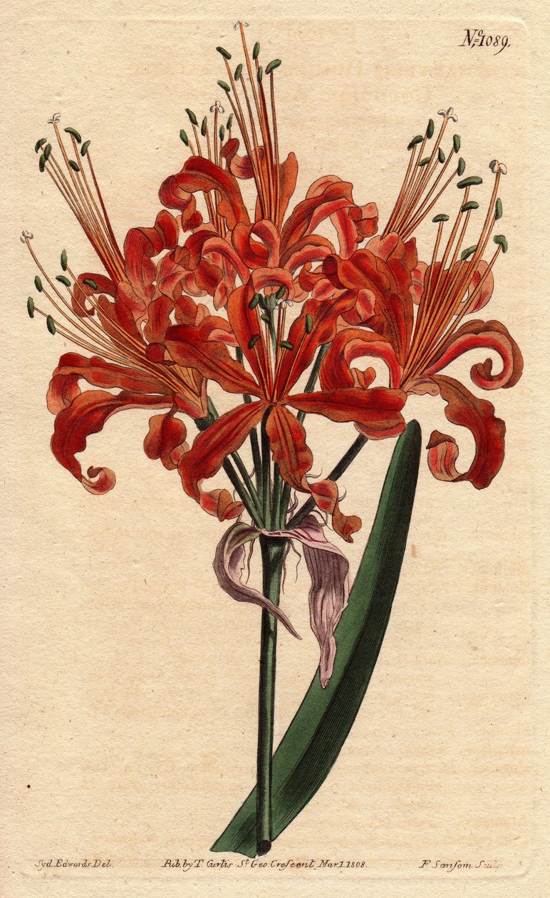 Salmon coloured amaryllis, with curly orange flowers blossoming from a single stem, Amaryllis humiliates by Sydenham Teast Edwards