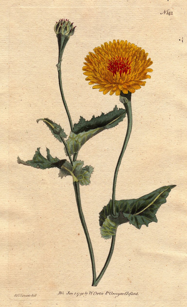 Tangier scorzonera or Poppy-leaved viper
