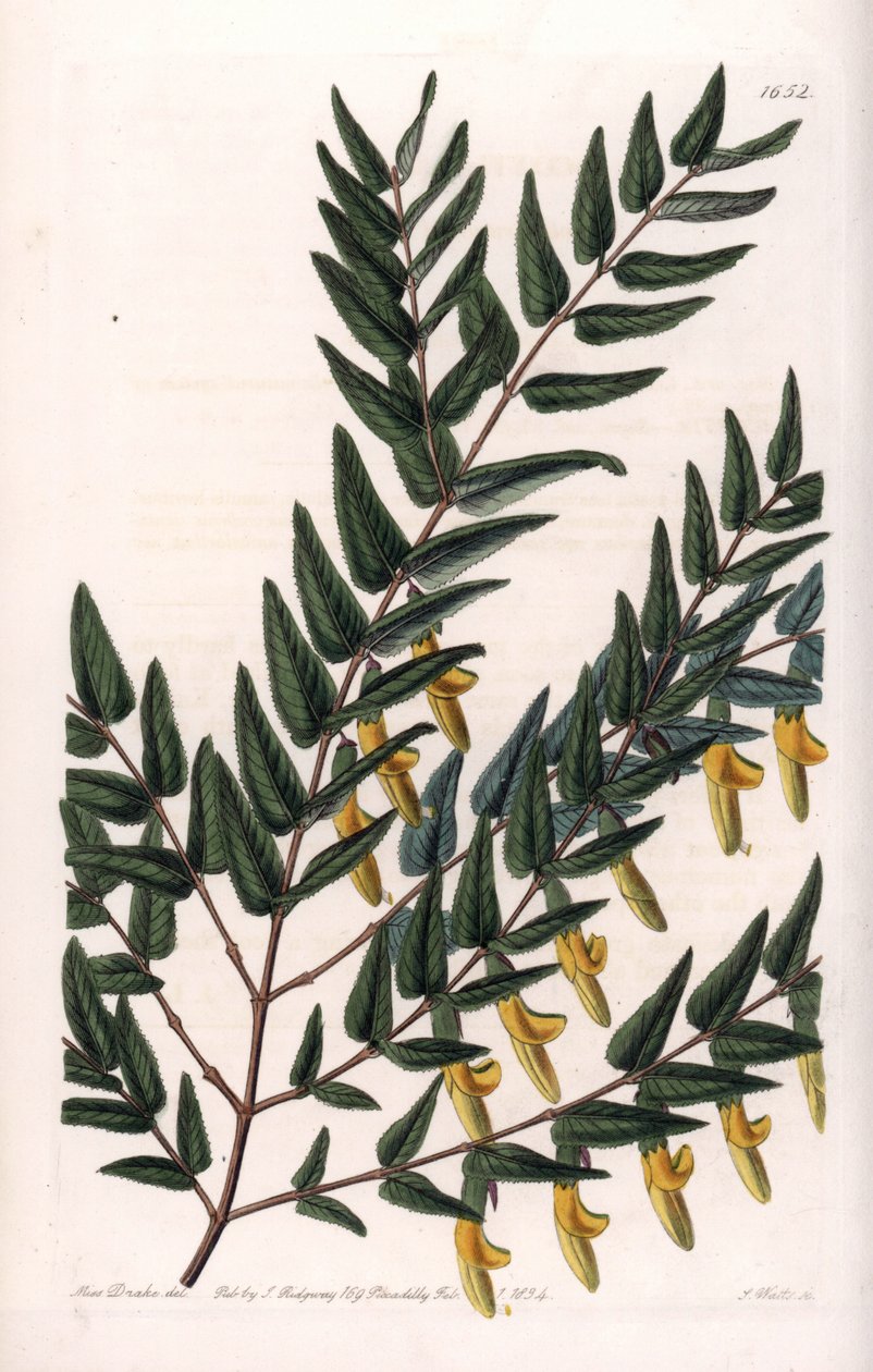Scotia a Smooth Branches by Sydenham Teast Edwards