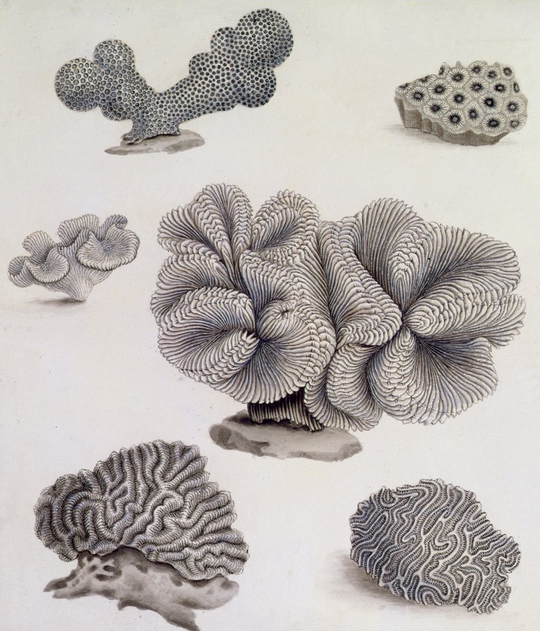 Shells and Marine Flora by Sydenham Teast Edwards