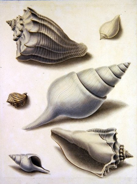 Shells and Marine Flora by Sydenham Teast Edwards