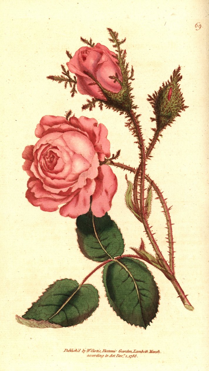 Sparkling Rose - Pink Moss by Sydenham Teast Edwards