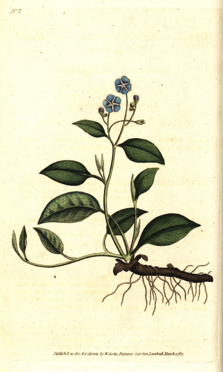 Creeping navelwort, Omphalodes verna (blue navelwort, Cynoglossum omphalodes) by Sydenham Teast Edwards
